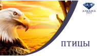 Птицы (47)