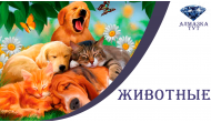 Купить алмазную мозаику сюжет "Животные" в интернет-магазине Алмазка Тут